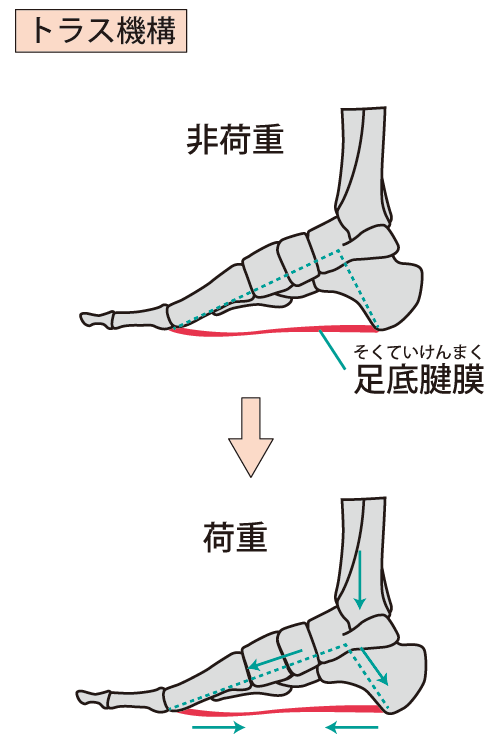 足裏へ負担がかかる原因を分析