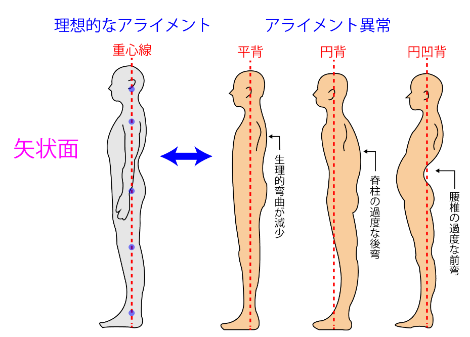 股関節を支える体づくり