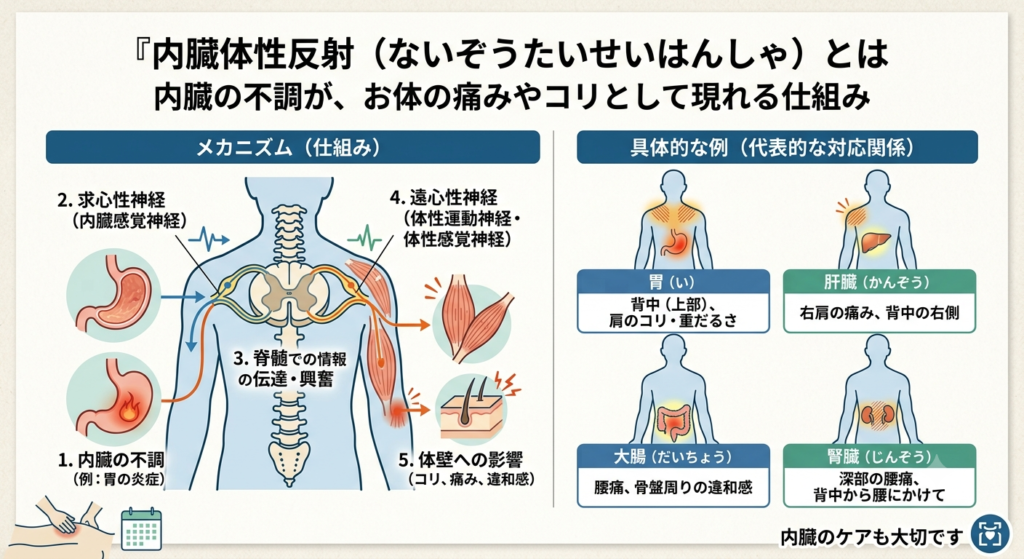 🥤冷たいものの摂りすぎに要注意！胃腸の疲れが「背中のコリ・猫背」の原因になることも？