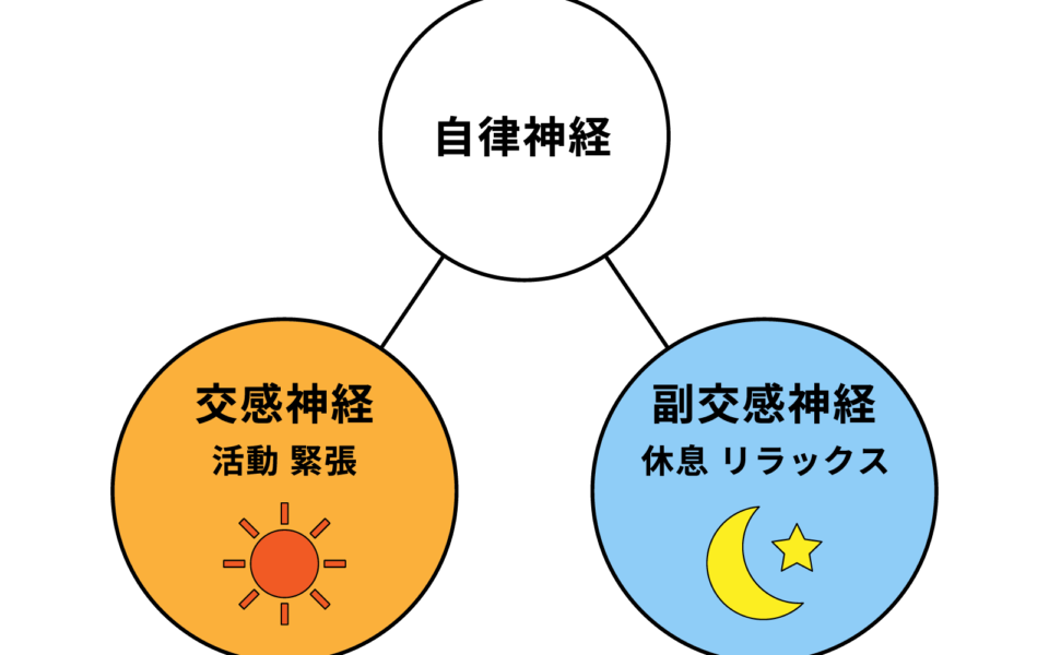 🌿なんとなく体調がすぐれない…それ、自律神経の乱れかもしれません。自律神経の働きと整え方
